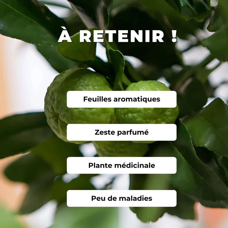 Combava — Graines ou plant