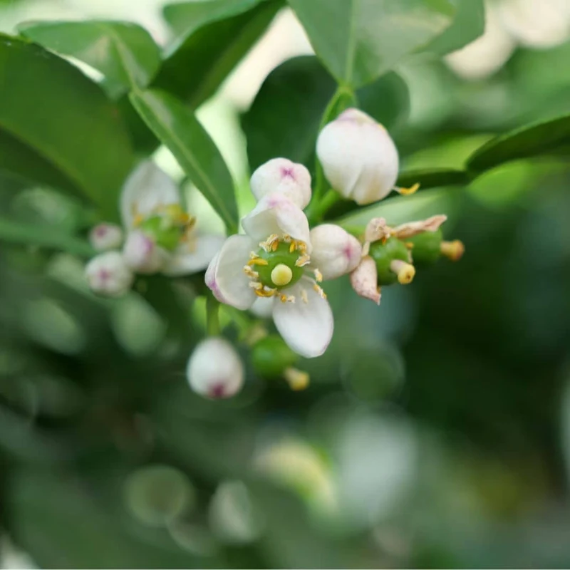 Combava — Graines ou plant