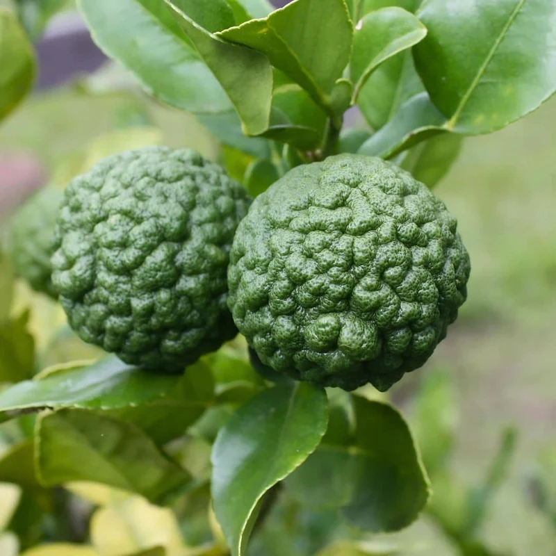 Combava — Graines ou plant