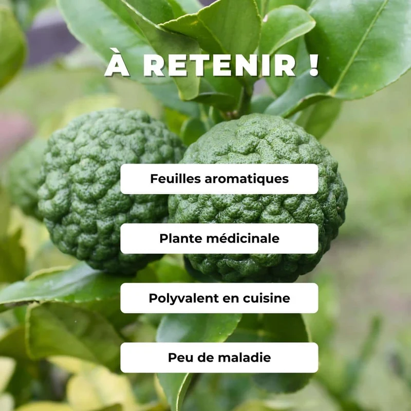Combava — Graines ou plant