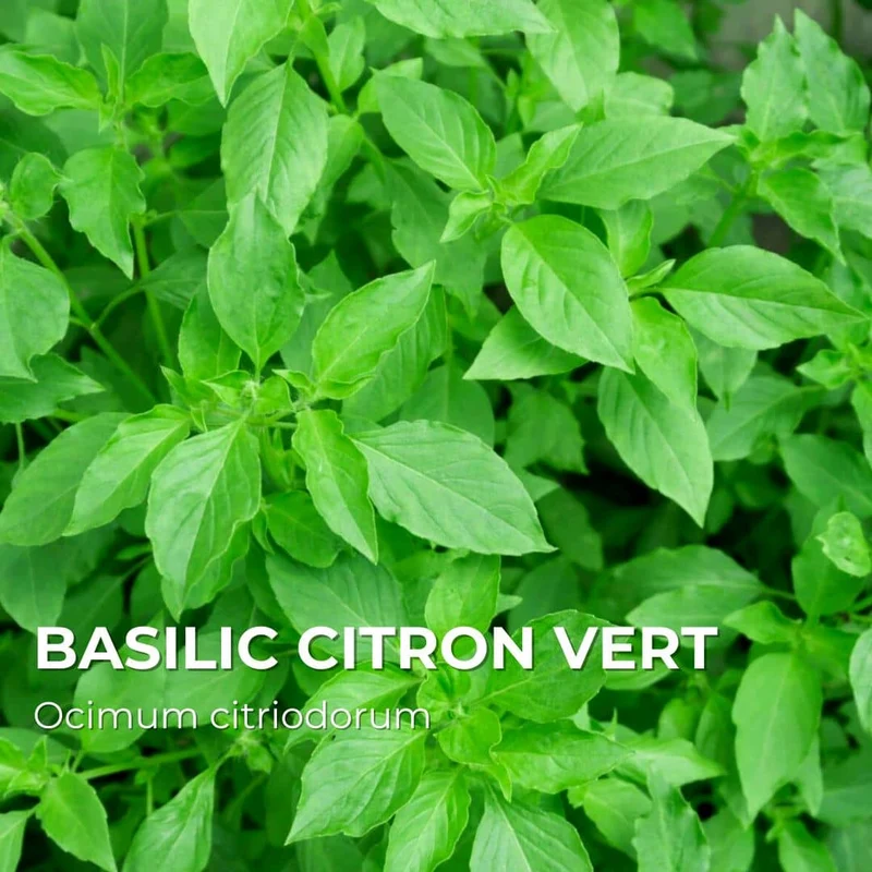 Basilic Citron vert — Graines