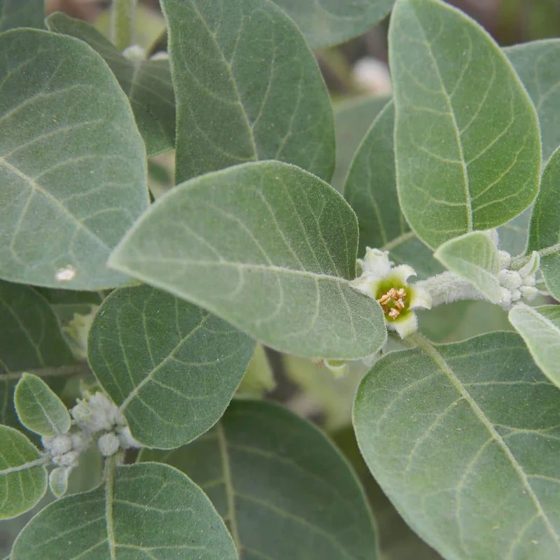 Ashwagandha — Graines