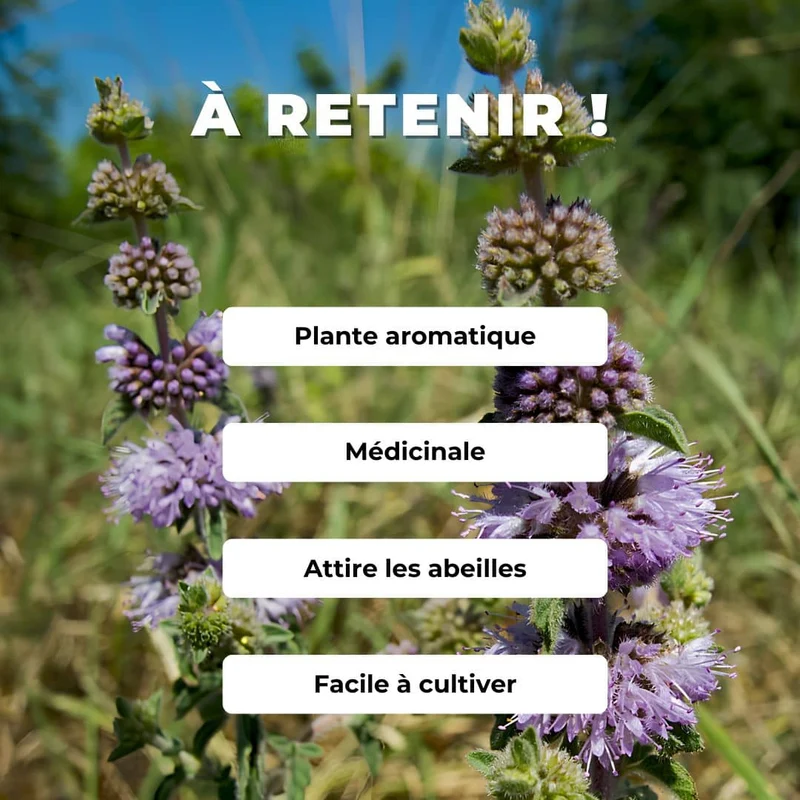 Menthe pouliot — Graines