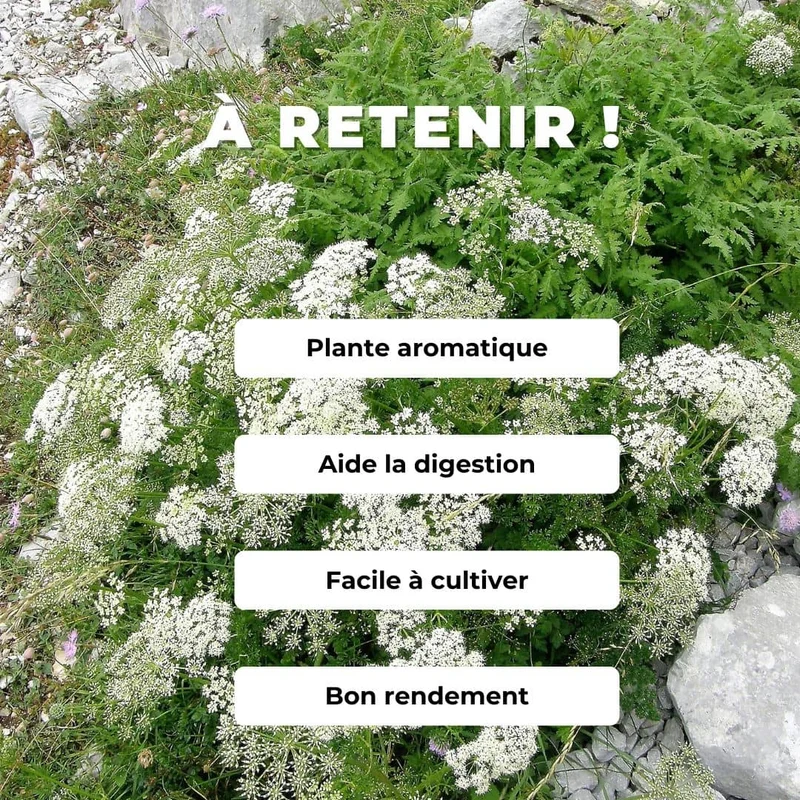 Anis vert — Graines