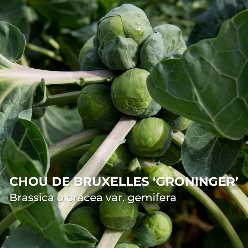 Chou de Bruxelles Groninger — Graines