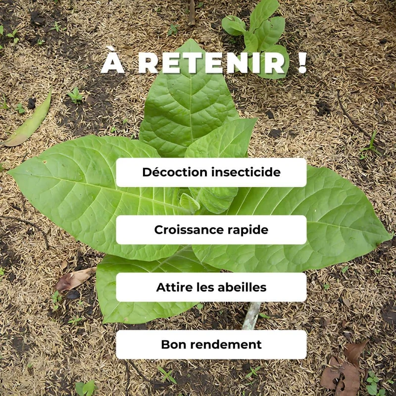 Petit tabac — Graines