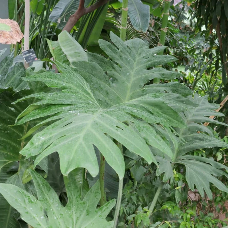 Philodendron selloum — Graines
