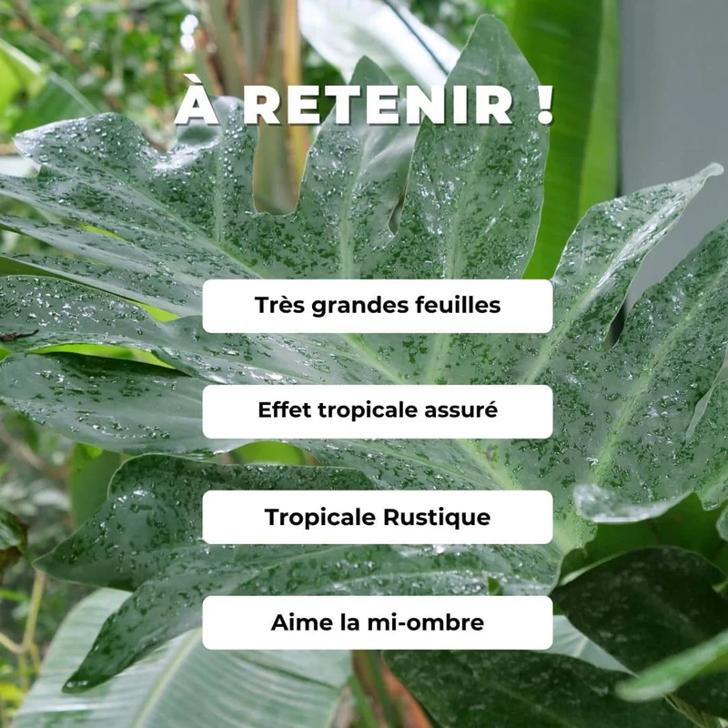 Philodendron selloum — Graines