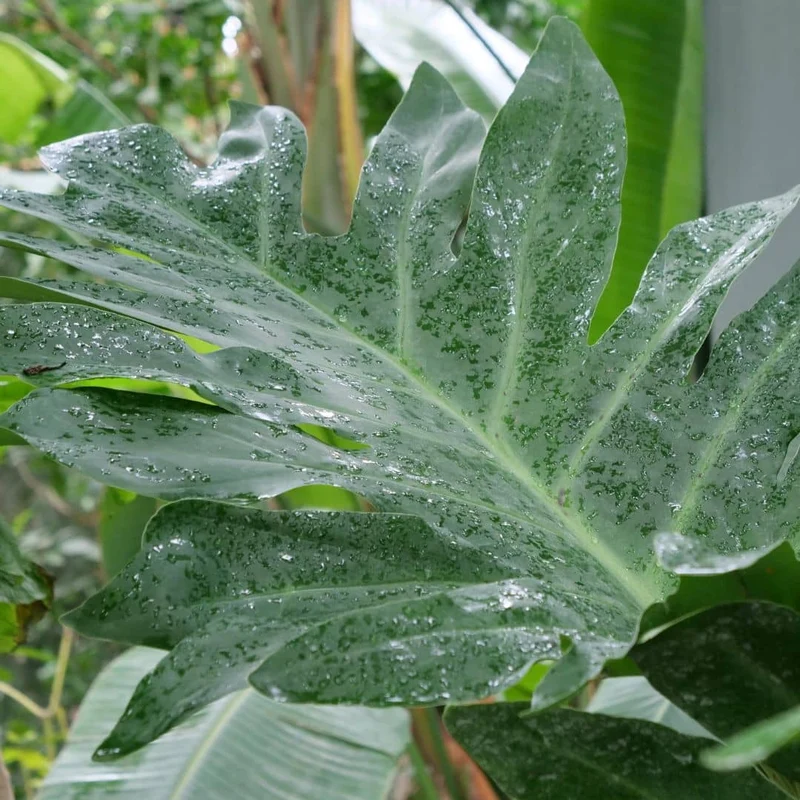 Philodendron selloum — Graines