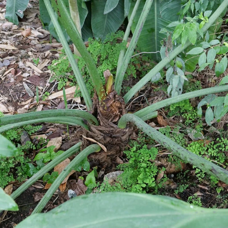 Philodendron selloum — Graines