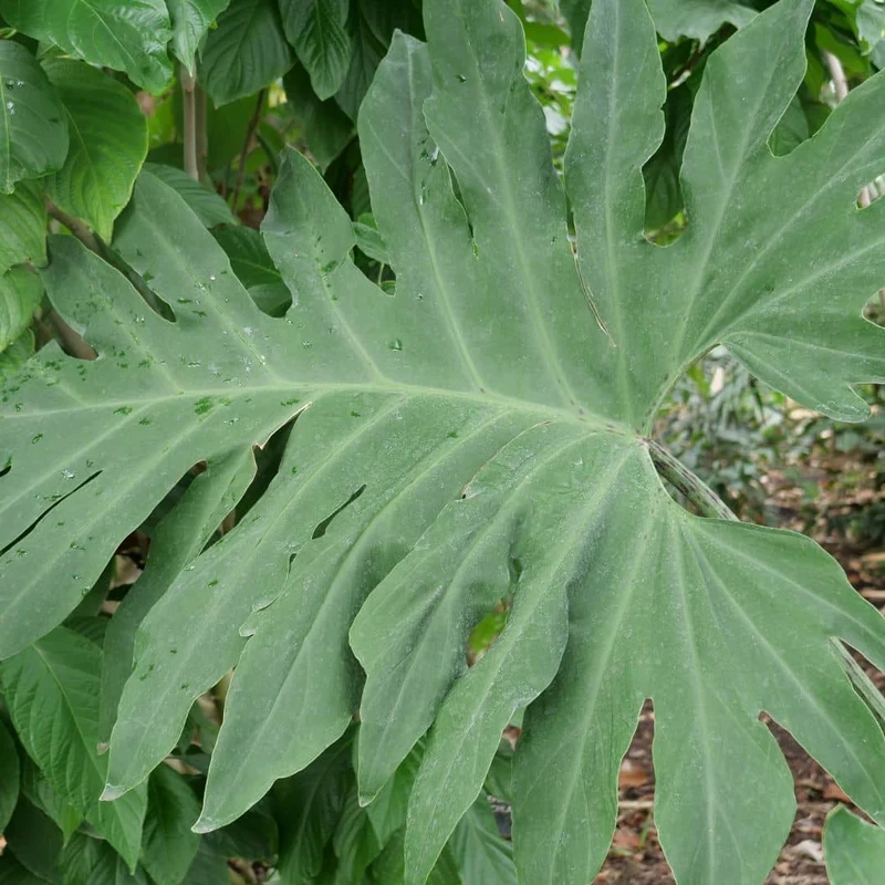 Philodendron selloum — Graines