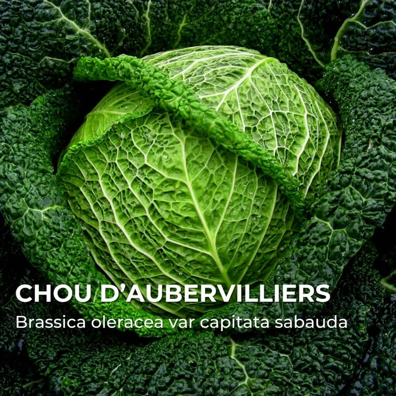 Chou de Milan d’Aubervilliers — Graines