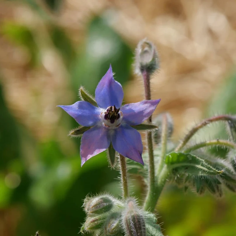 Bourrache officinale — Graines ou plant