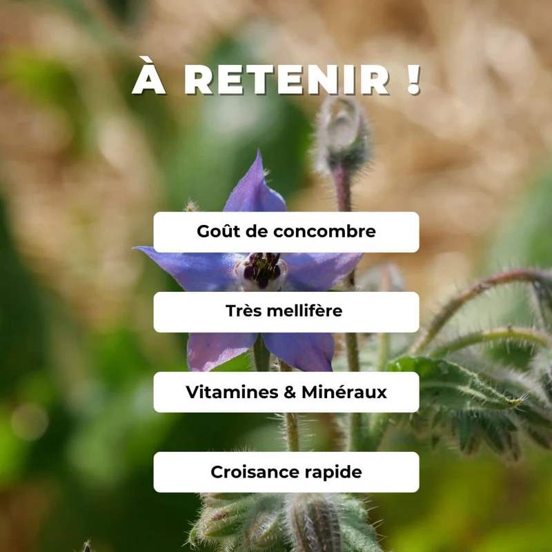 Bourrache officinale — Graines ou plant