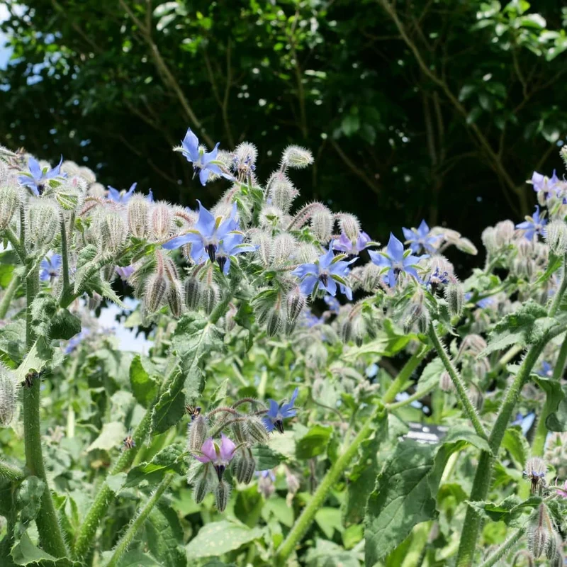 Bourrache officinale — Graines ou plant