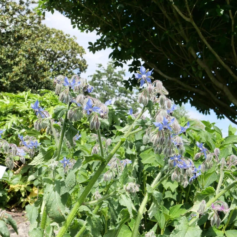 Bourrache officinale — Graines ou plant