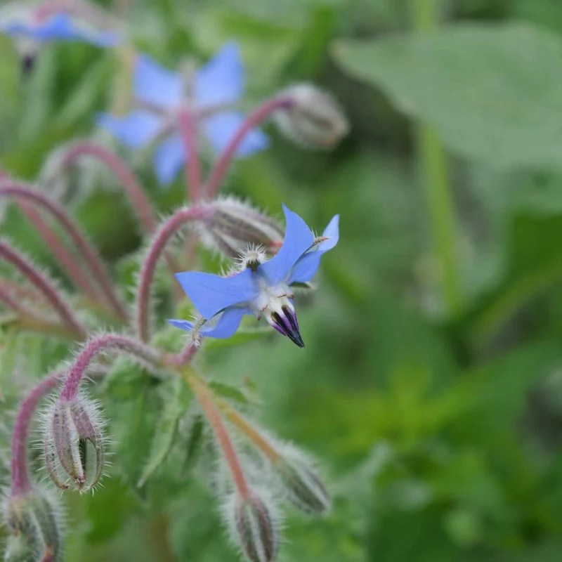 Bourrache officinale — Graines ou plant