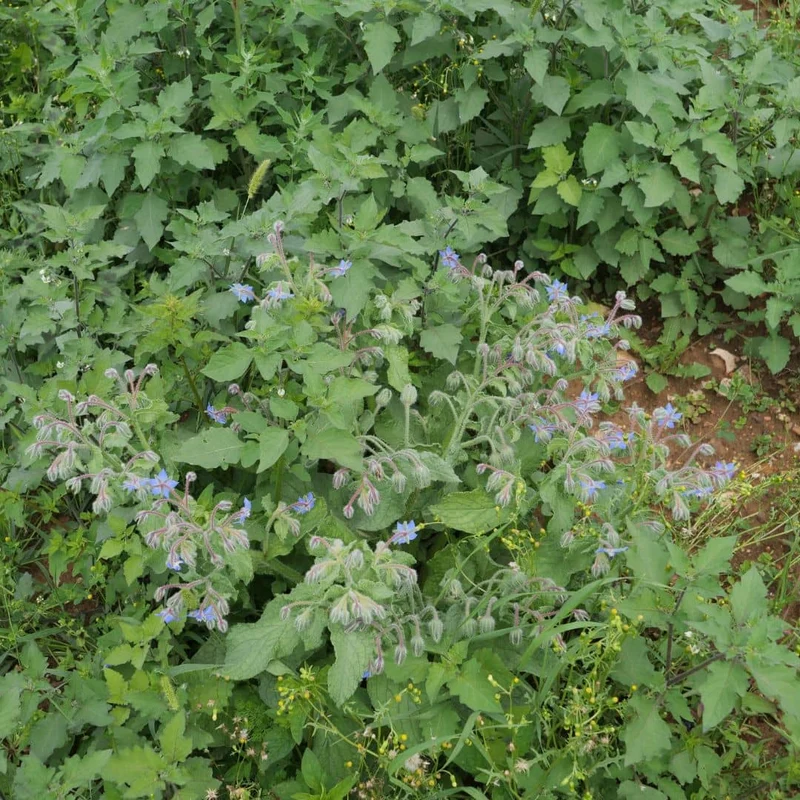 Bourrache officinale — Graines ou plant