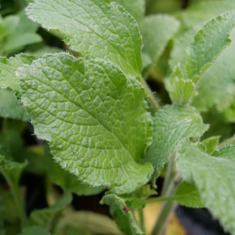 Bourrache officinale — Graines ou plant
