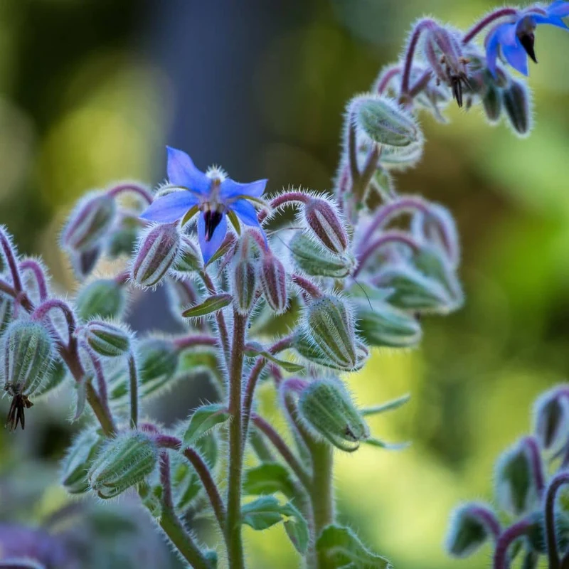 Bourrache officinale — Graines ou plant