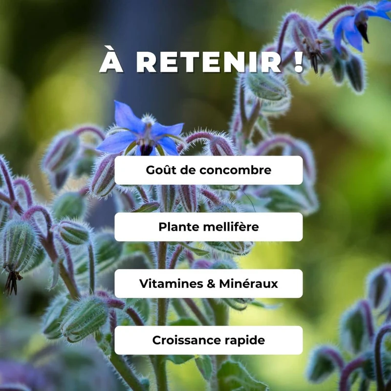 Bourrache officinale — Graines ou plant
