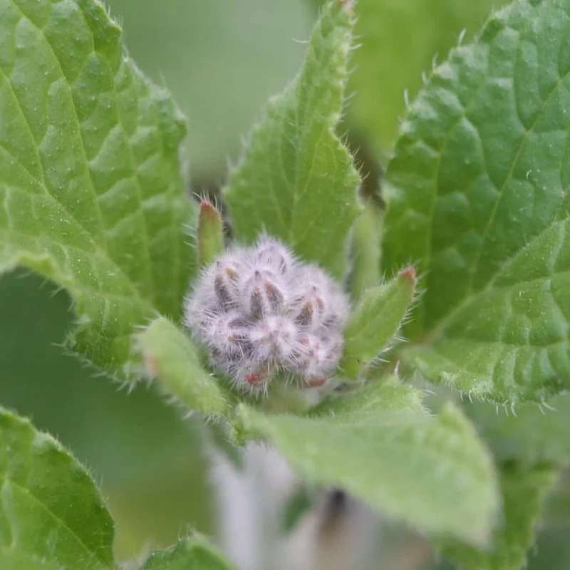 Bourrache officinale — Graines ou plant