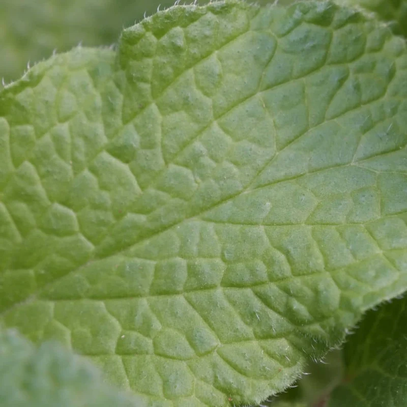 Bourrache officinale — Graines ou plant