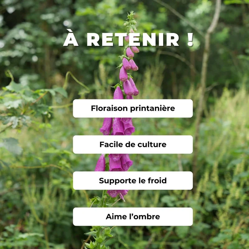 Digitale pourpre — Graines ou plant