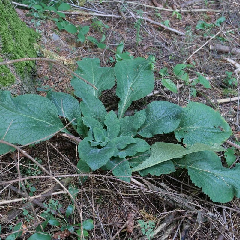 Digitale pourpre — Graines ou plant