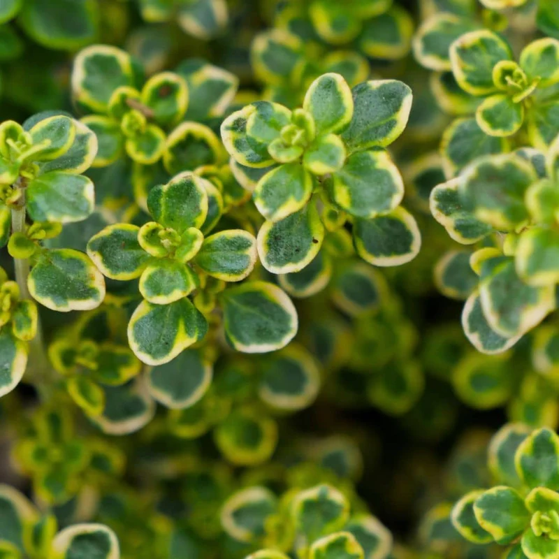 Thym citron panaché — Plant