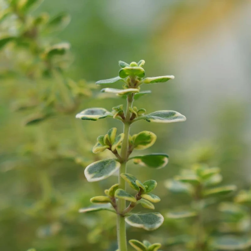 Thym citron panaché — Plant