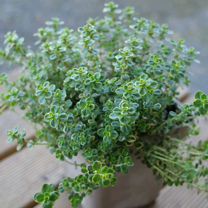 Thym citron panaché — Plant