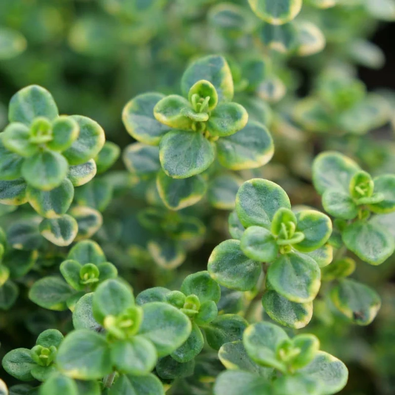 Thym citron panaché — Plant
