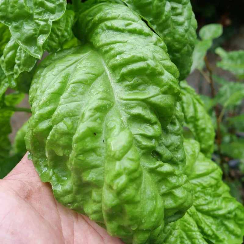 Basilic Géant Mammouth — Graines