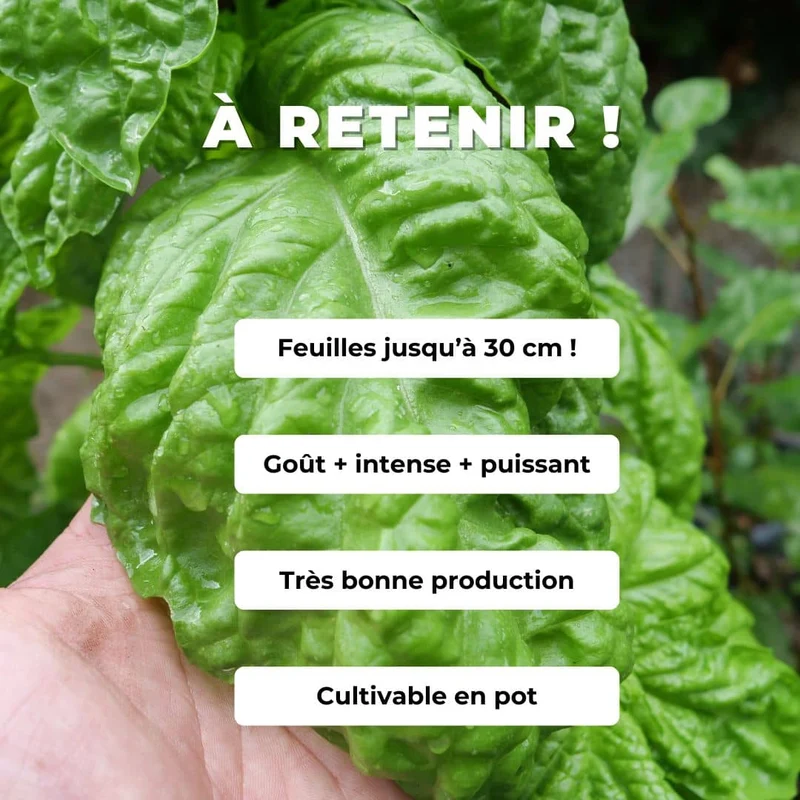 Basilic Géant Mammouth — Graines