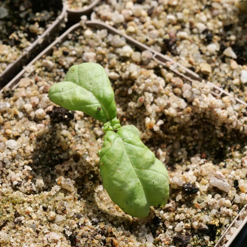 Basilic Géant Mammouth — Graines