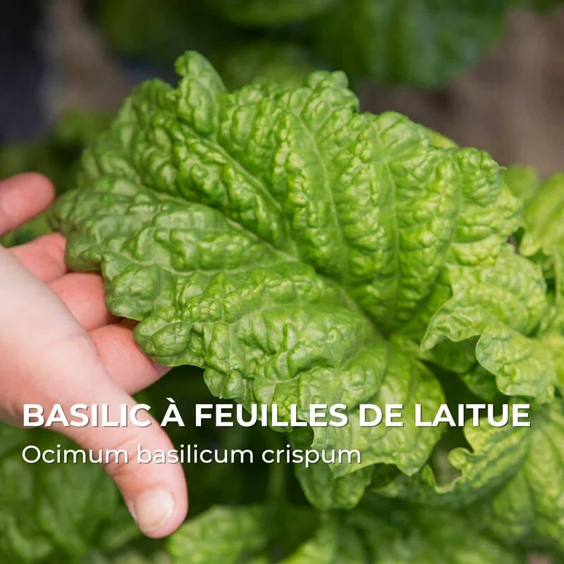 Basilic à feuilles de laitue — Graines
