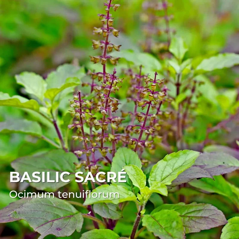 Basilic sacré — Tulsi — Graines