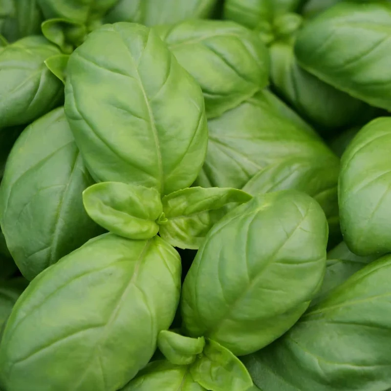Basilic Genovese — Graines