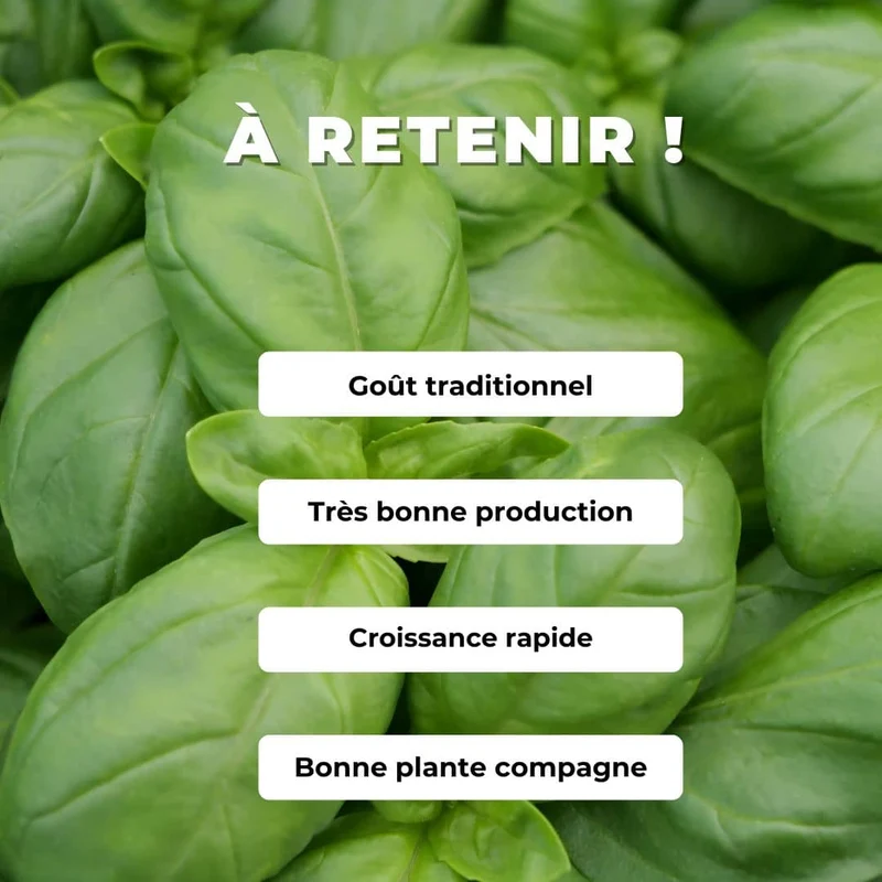 Basilic Genovese — Graines