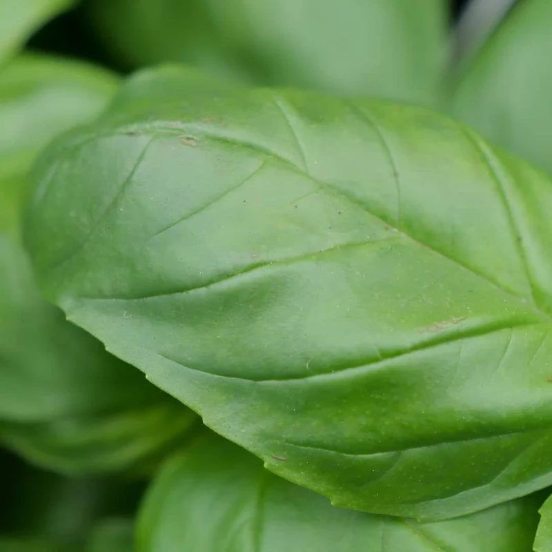 Basilic Genovese — Graines