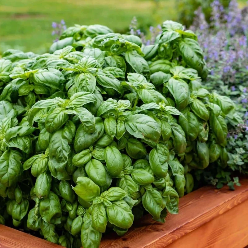 Basilic Genovese — Graines