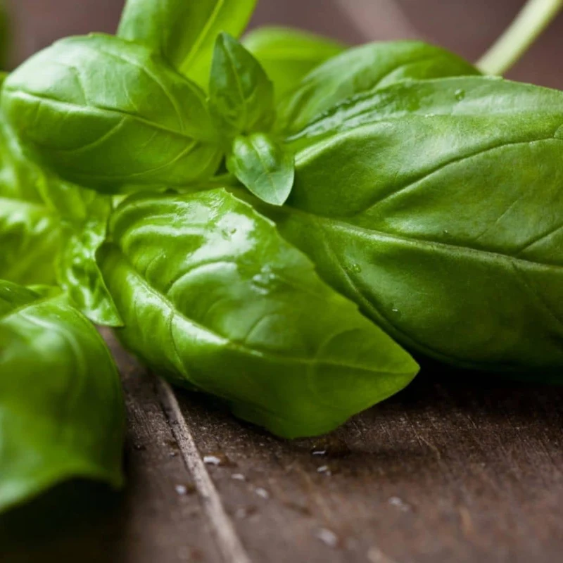 Basilic Genovese — Graines