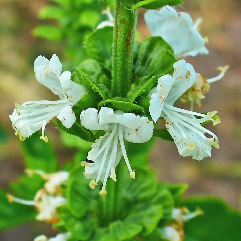 Basilic Genovese — Graines