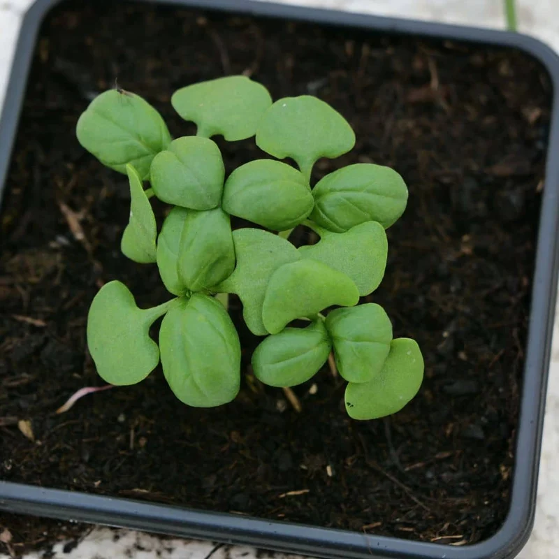 Basilic Genovese — Graines