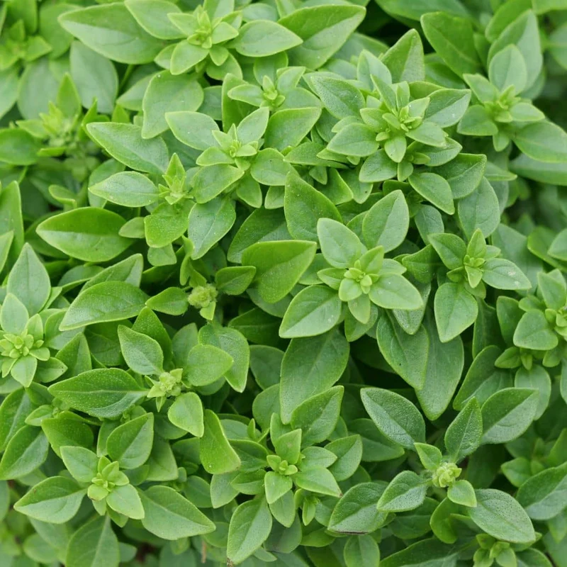Basilic Fin Vert — Graines