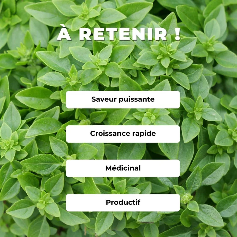 Basilic Fin Vert — Graines