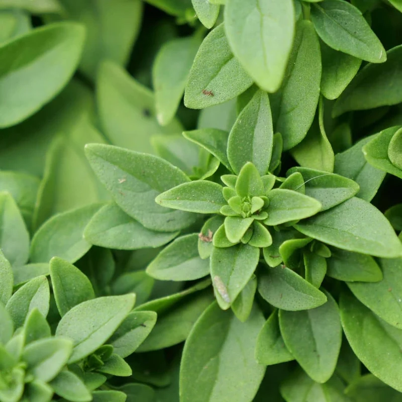 Basilic Fin Vert — Graines