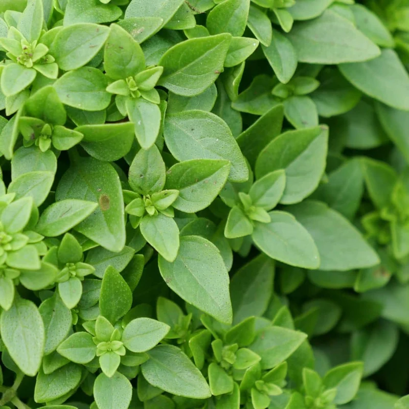 Basilic Fin Vert — Graines