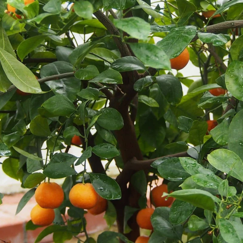 Mandarinier — Graines ou plant